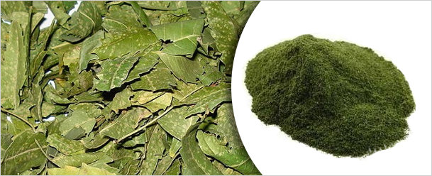 Neem Powder